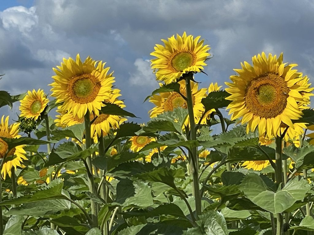 Tournesols de La Motte Tilly