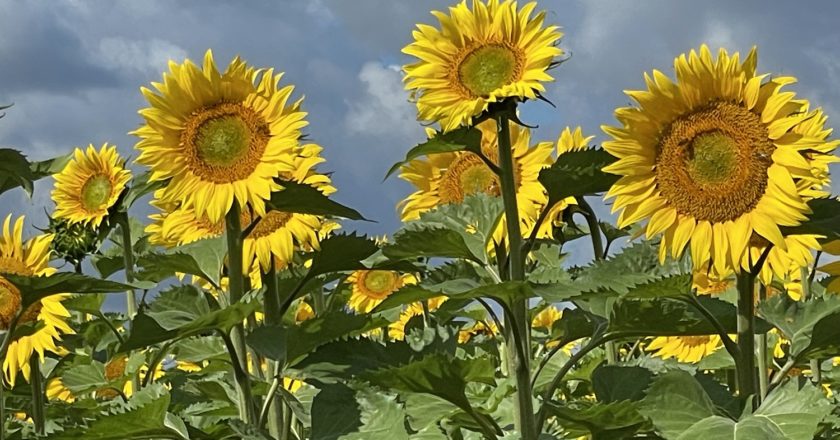 Tournesols de La Motte Tilly